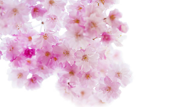 istock Pink Cherry Blossom on White 639151154