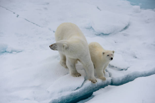 istock Polar bear (Ursus maritimus) mother and cub on the pack 639151752