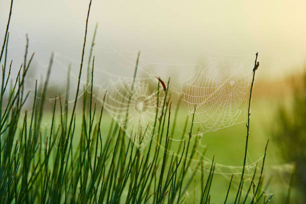 istock Closeup of spider web on grass with dew drops 639151910