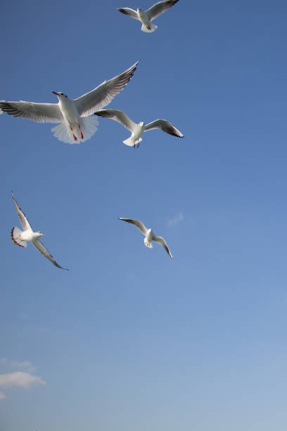 istock Seagulls flying in sky over the sea waters 639152632