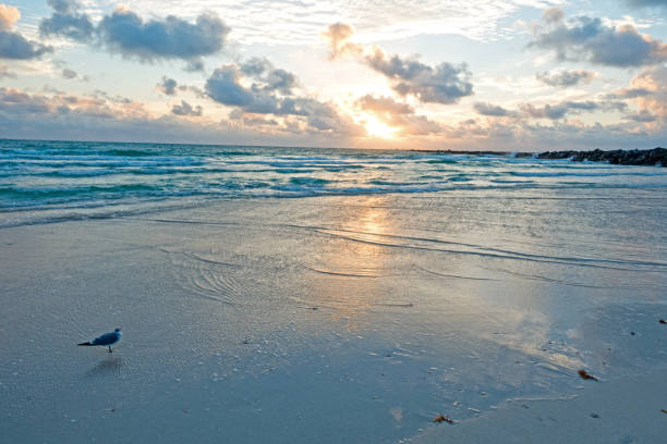 istock Miami Seagull Seaside Looking at Beautiful Sunrise 639156006