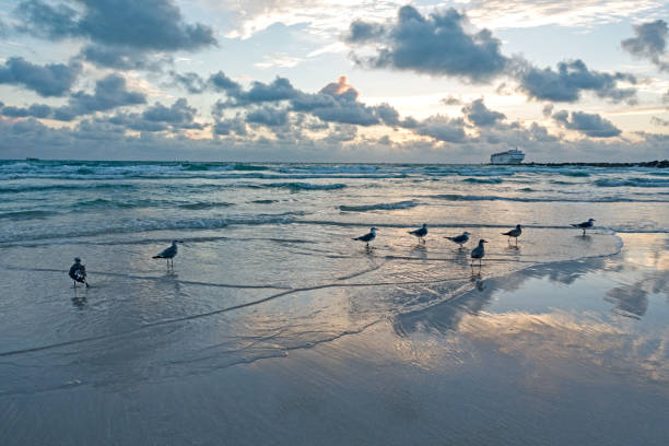 istock Seagulls Sunrise South Beach Miami Cruise Ship 639156166