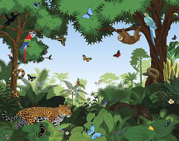 Rainforest with animals vector illustration. Rainforest with animals vector illustration. Vector Green Tropical Forest jungle with parrots, jaguar, tapir, sloth, anaconda and butterflies. peccary stock illustrations