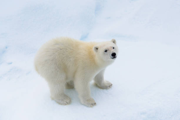 istock Polar bear (Ursus maritimus) cub on the pack ice, north 639157562