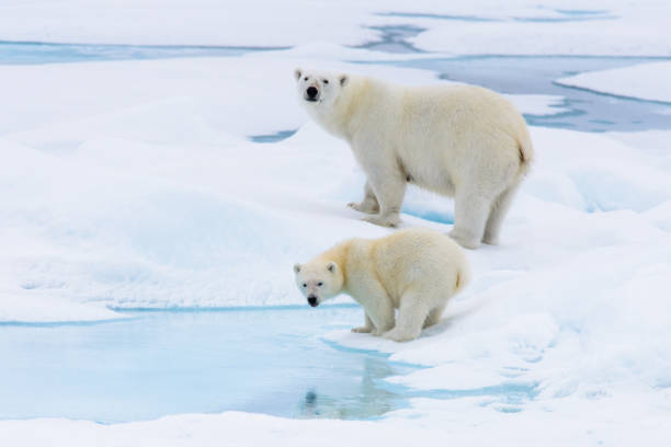 istock Polar bear (Ursus maritimus) mother and cub on the pack 639161716