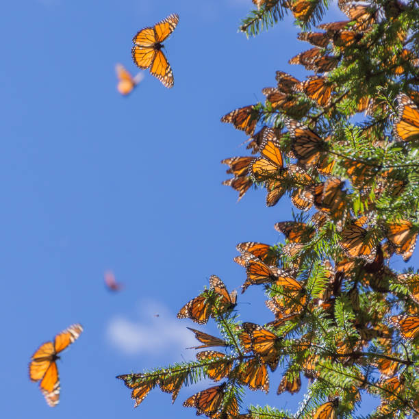 istock Monarch Butterflies on tree branch in blue sky background 639161992
