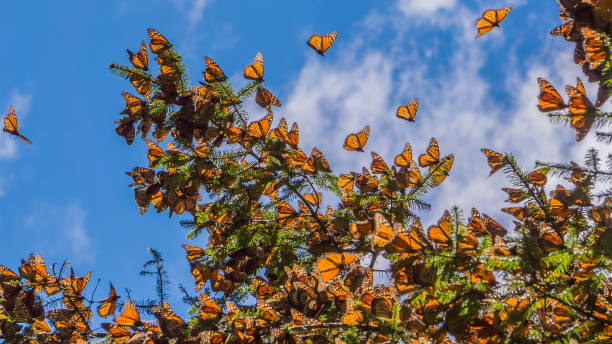 monarch papillons sur arbre branche avec un ciel bleu en arrière-plan - sky tree photos et images de collection