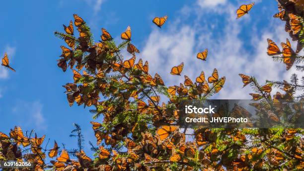 Monarch Butterflies On Tree Branch In Blue Sky Background Stock Photo - Download Image Now