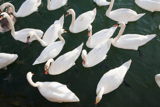 istock Plan view from white swans cygnus olor 639162126