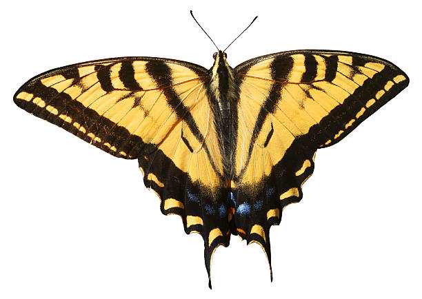 istock Swallowtail Butterfly Isolated 639162828