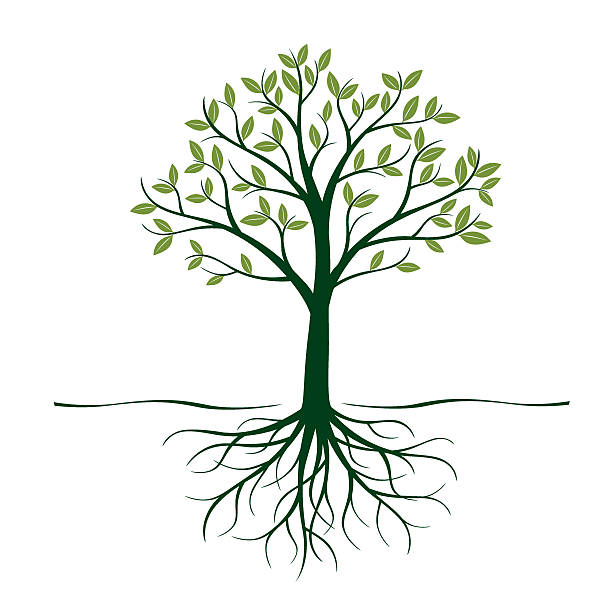 illustrazioni stock, clip art, cartoni animati e icone di tendenza di albero verde con radici e foglie. illustrazione vettoriale. - albero spoglio