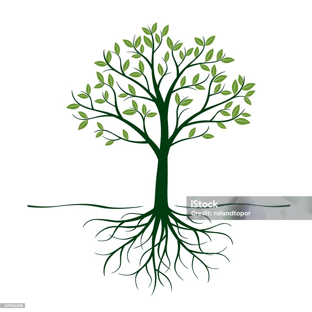 Green Tree with Roots and Leafs. Vector Illustration. Tree stock vector