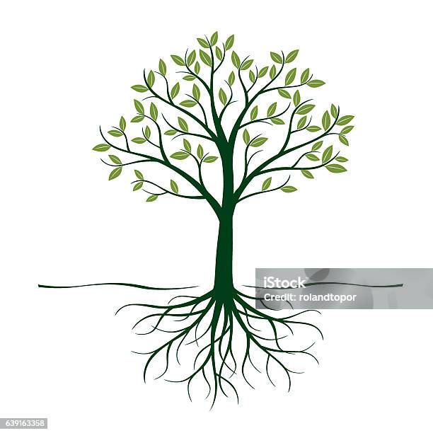 Green Tree With Roots And Leafs Vector Illustration Stock Illustration - Download Image Now