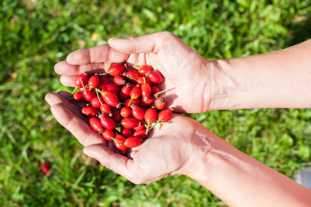 istock Rose hip fruit in the hands of pickers 639166010