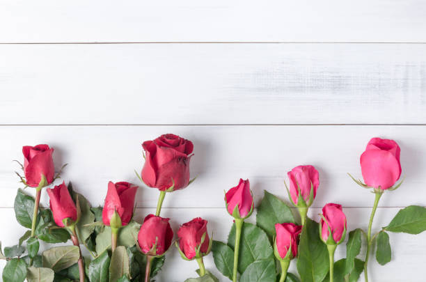 istock red and pink rose on white background 639166018