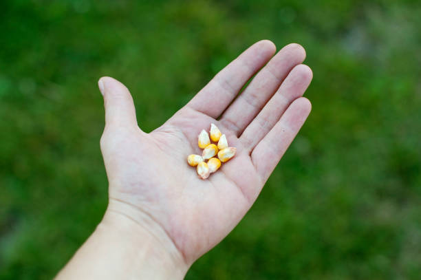 istock Grain of corn on hand 639166084