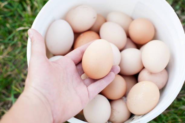 istock Organic eggs in a bucket and one egg in hand 639166106