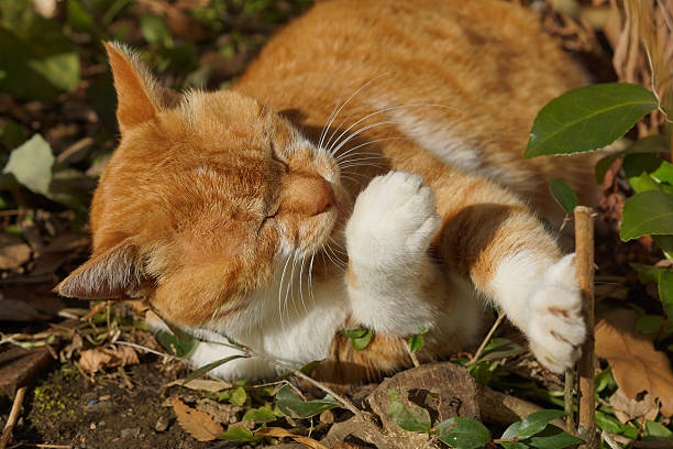 istock Cat to the grooming 639166118