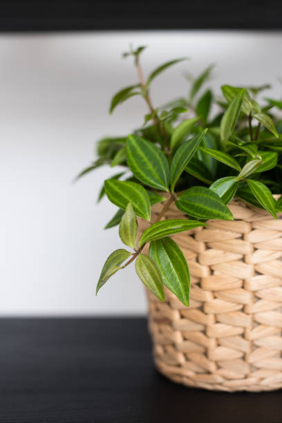 istock Potted plant on a black shelf. 639166270
