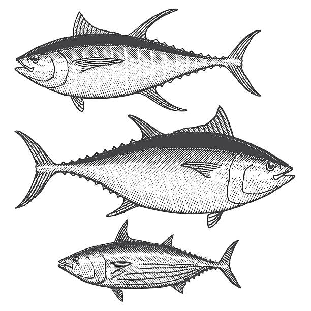 ilustraciones, imágenes clip art, dibujos animados e iconos de stock de ilustraciones de atún - scratchboard