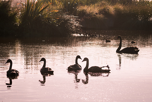 Silouettes de cisnes en un lago al atardecer photo