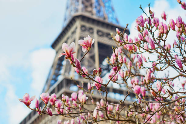 istock Pink magnolia flowers in full bloom and the Eiffel tower 639168624