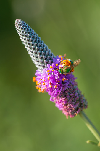 This pollen-covered bee was perched on a Purple Prairie Clover in the Wichita Mountains of Oklahoma, in the springtime.