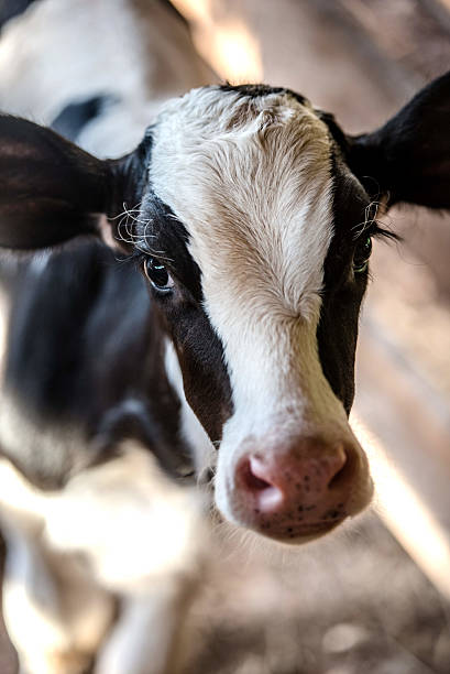 istock Cute Baby Calf 639169354