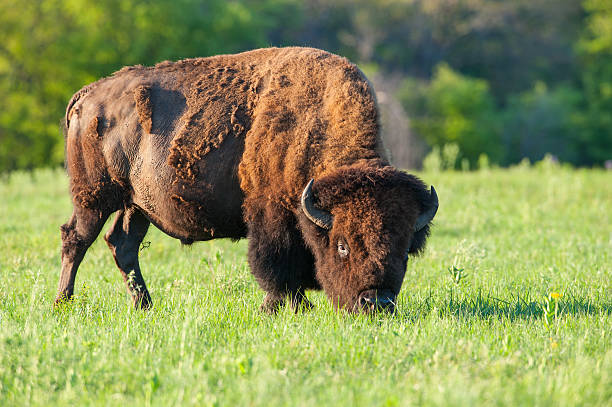 istock Scruffy Bison Losing its Winter Coat, Wichita Mountains, Oklahoma 639169502