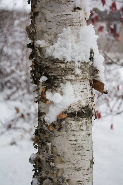 istock Birch Tree Trunk Close Up Showing Bark in Snow 639169868