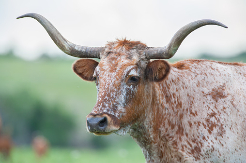 This close-up of a Texas Longhorn cow was taken in the Wichita Mountains of Oklahoma.