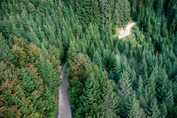istock Fir forest view from above - beautiful nature of forest 639171508