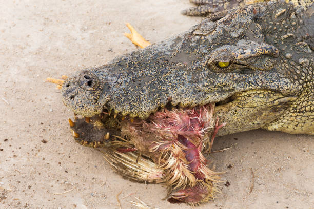 istock wildlife crocodile catches and eating a chicken 639171630