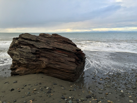 A large chunk of driftwood sits on the sandy Dungeness Spit, on the Olympic Peninsula, just outside of Sequim, Washington. The waters behind it are the Strait of Juan de Fuca.