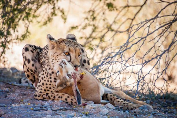 A adult cheetah (Acinonyx jubotus) with a recent kill made in the dry riverbed of the Kgalagadi transfrontier Park