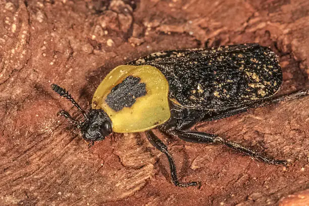 Image of a Dermestid Beetle photographed in Kentucky.