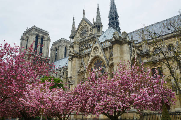 istock Notre-Dame de Paris with beautiful cherry blossom 639173776