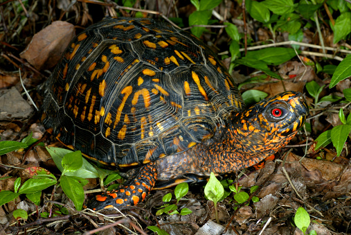 Male Eastern Box Turtle photographed in Kentucky.