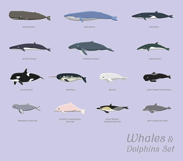 ilustraciones, imágenes clip art, dibujos animados e iconos de stock de ballenas y delfines establecer ilustración vectorial de dibujos animados - cachalote