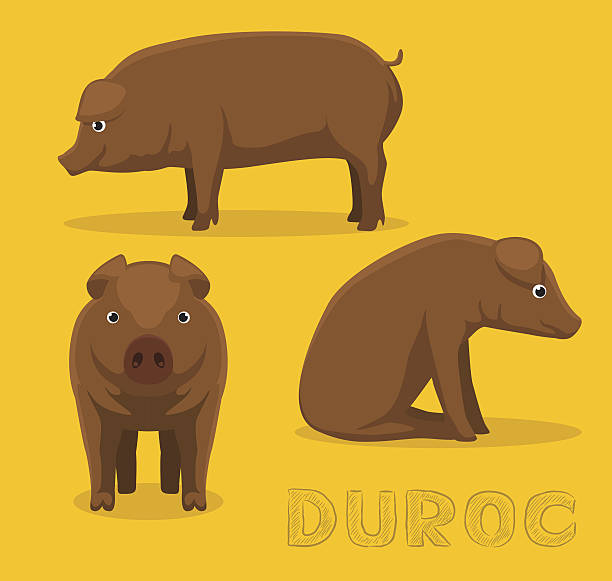 Pig Duroc Cartoon Vector Illustration Animal Character SPS10 File Format duroc pig stock illustrations