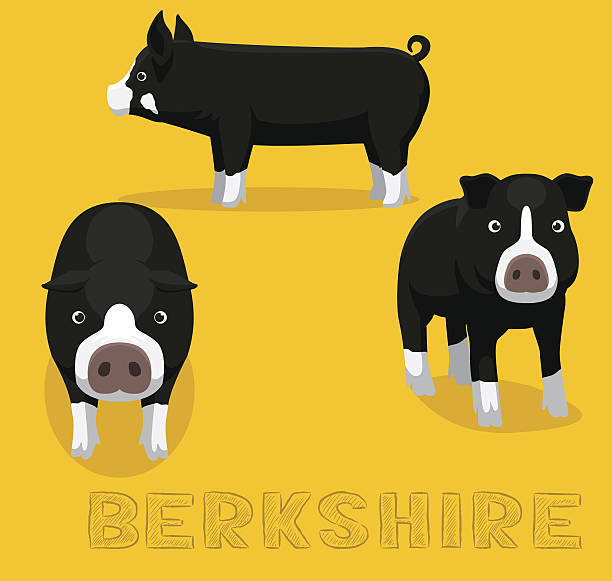 Pig Berkshire Cartoon Vector Illustration Animal Character SPS10 File Format berkshire pig stock illustrations