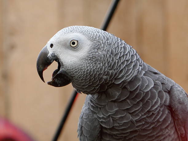 papagaio-do-congo  - african grey parrot - fotografias e filmes do acervo
