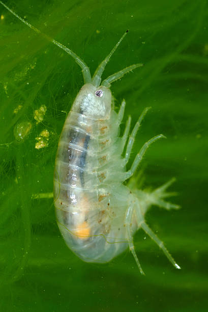 istock Fresh Water Amphipod Gammaridae 639177632