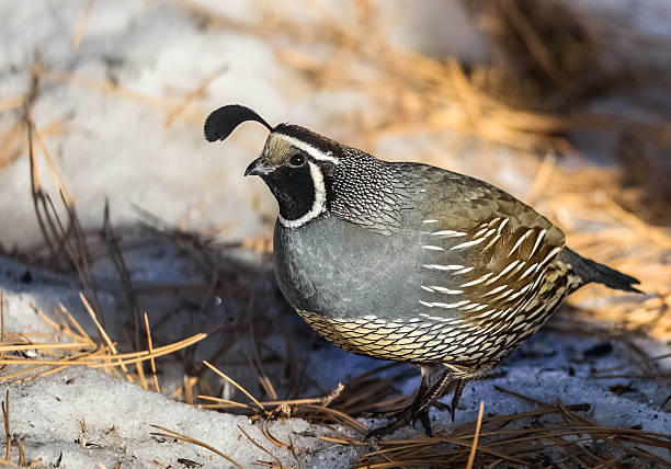 istock Gambell's Quail 639177688