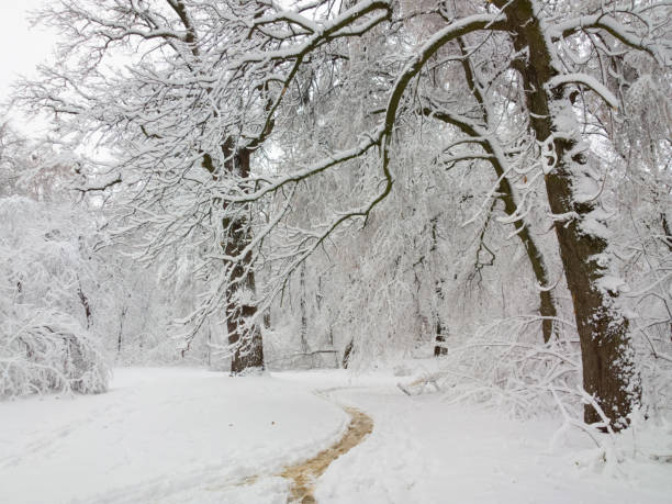 istock Winter in the park. 639178248