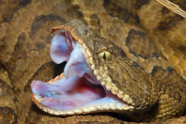 Image of a Great Basin Rattle Snake, Utah.