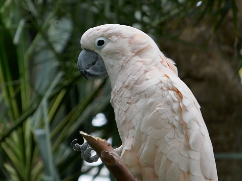 The Salmon-crested cockatoo (Cacatua moluccensis) is also known as the Moluccan cockatoo.