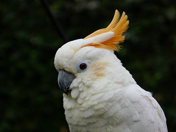 istock citron-crested cockatoo 639180200