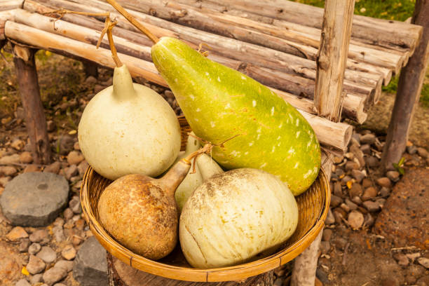 Many pumpkins in a basket. Autumn background. Halloween, Thanksgiving, Fall, Harvest background.