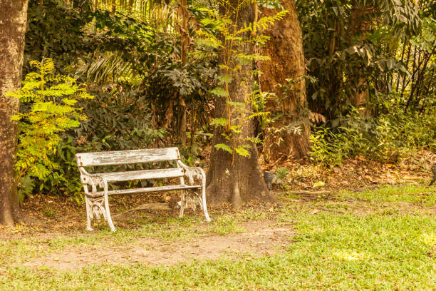 istock White chairs in the garden. 639181202